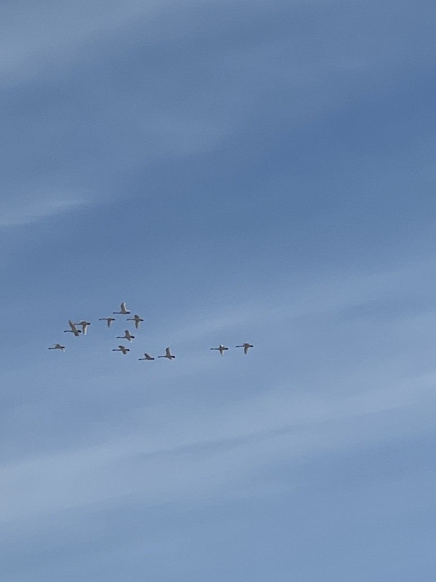 Tundra Swan - ML555473921