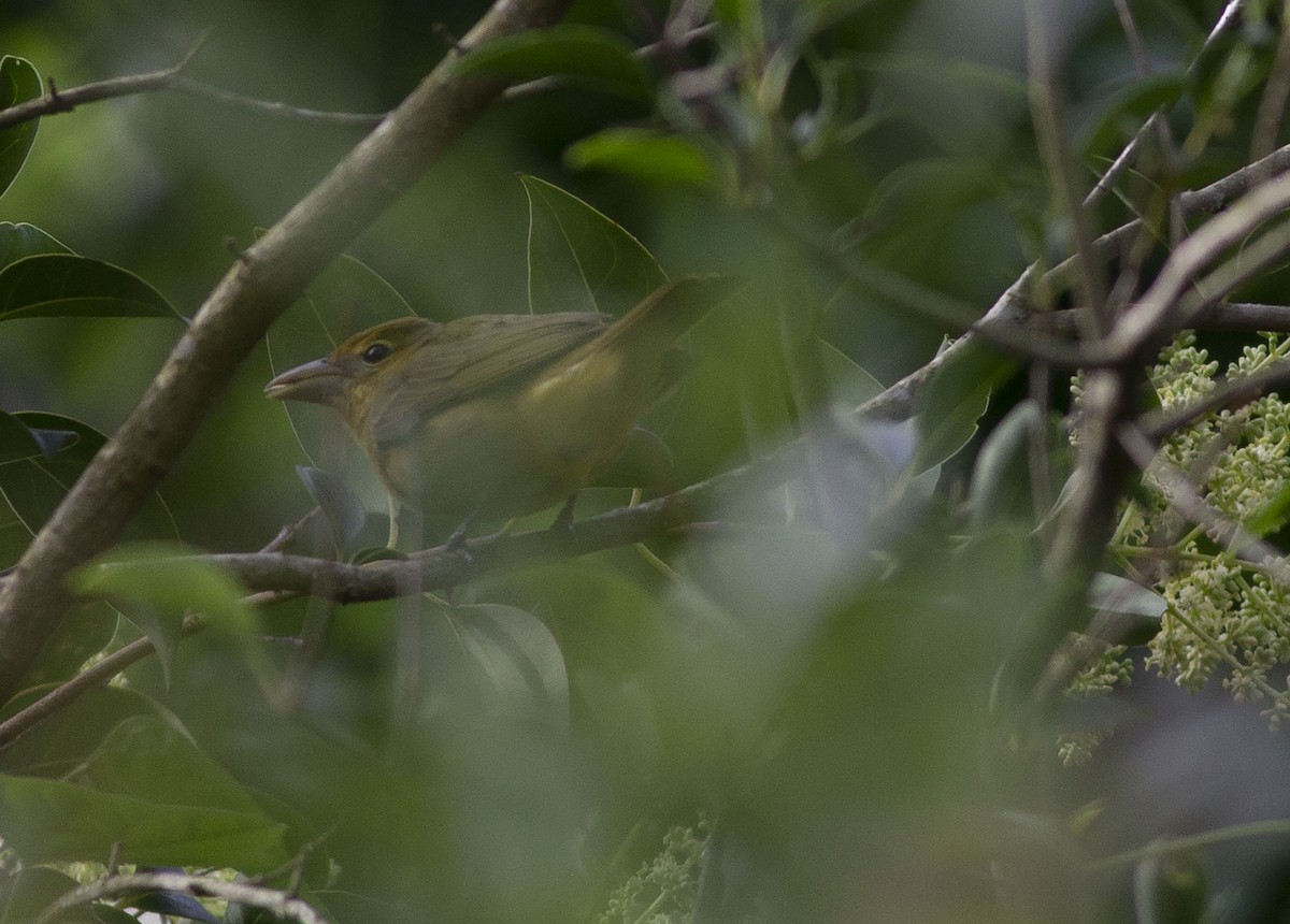 Summer Tanager - ML555474841