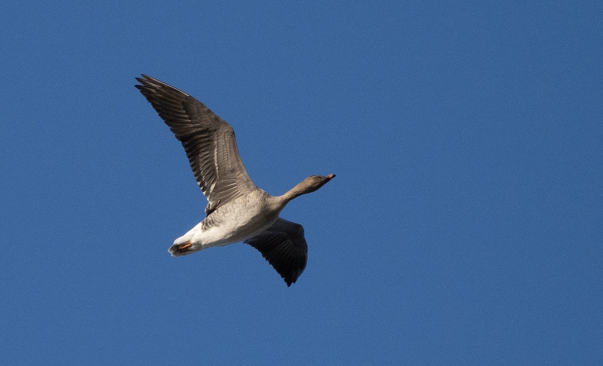 Tundra Bean-Goose - Arto Keskinen