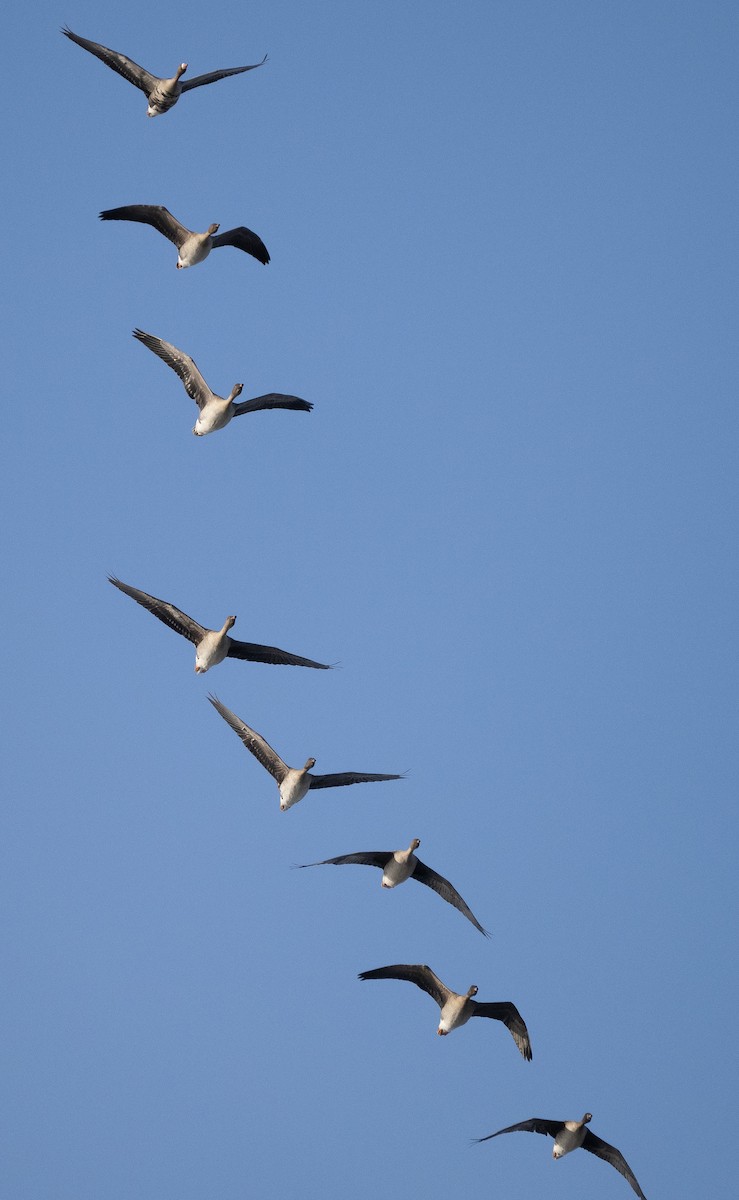 Tundra Bean-Goose - Arto Keskinen