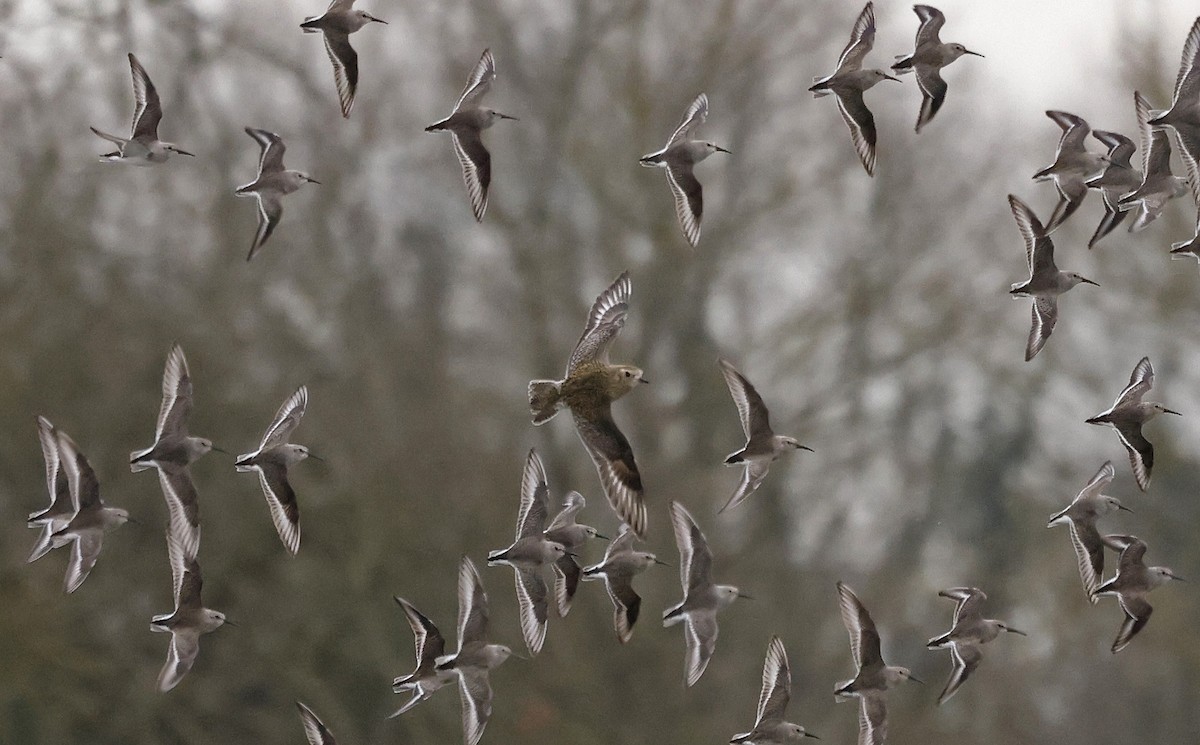 European Golden-Plover - ML555476931