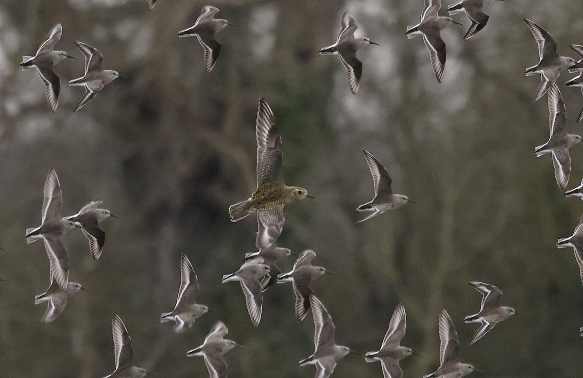 European Golden-Plover - ML555476961