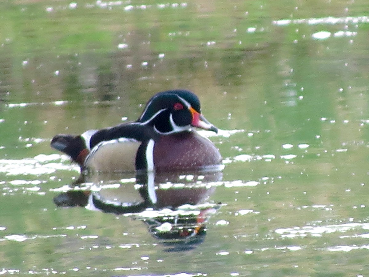 Wood Duck - ML55547751