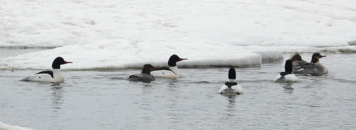 Common Merganser - Tresa Moulton