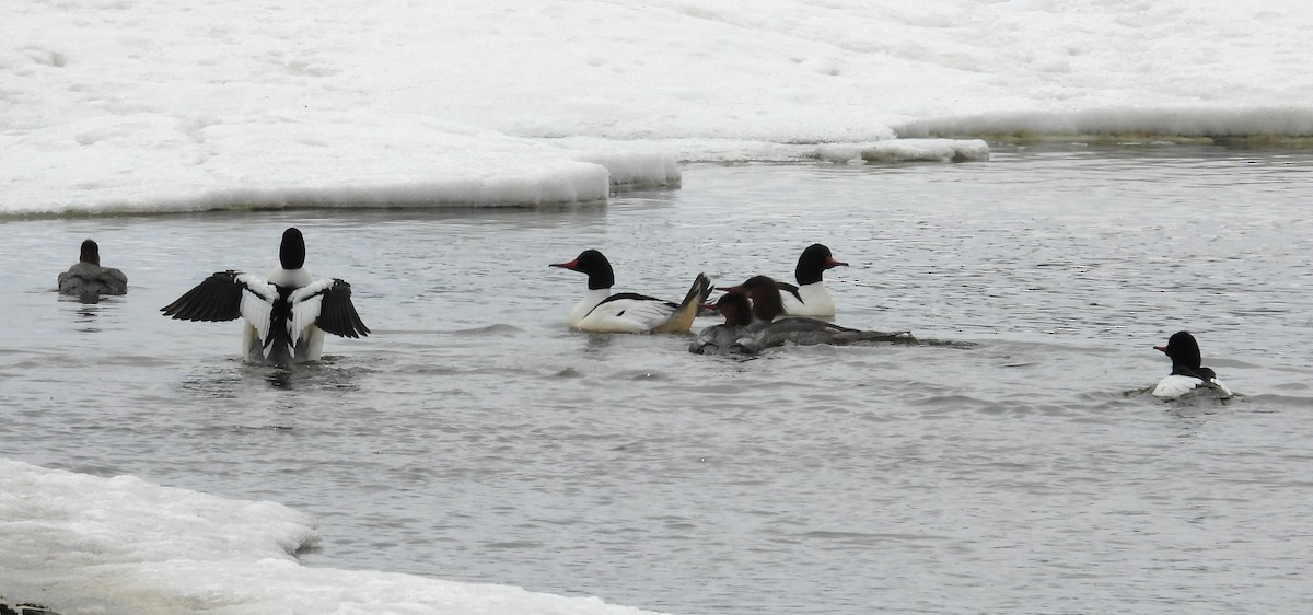 Common Merganser - ML555477691