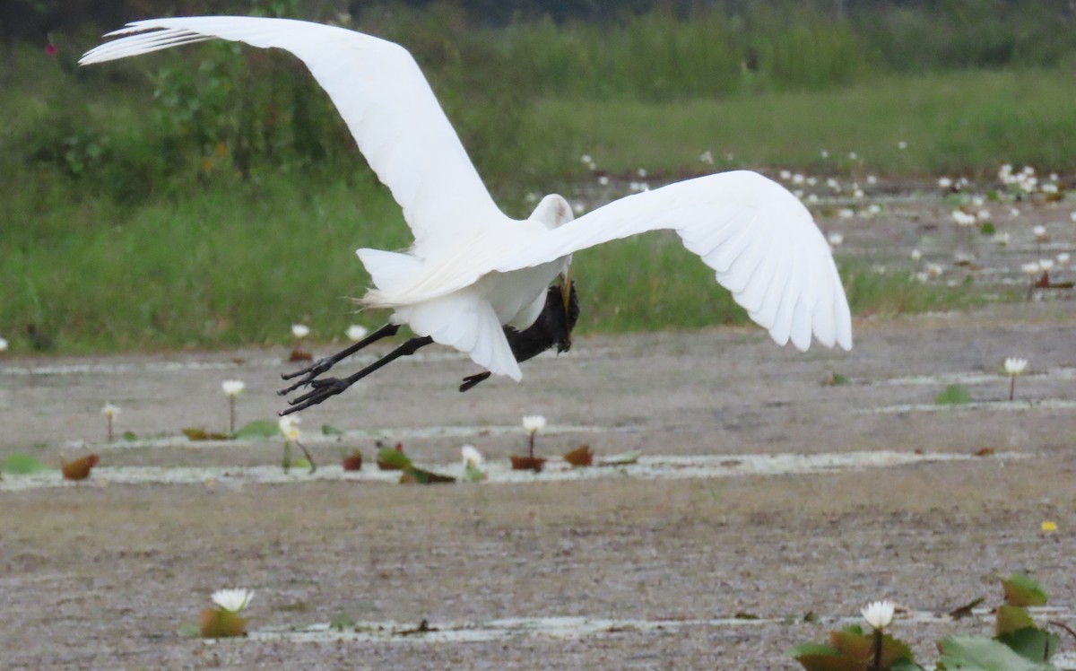 Great Egret - ML555477821