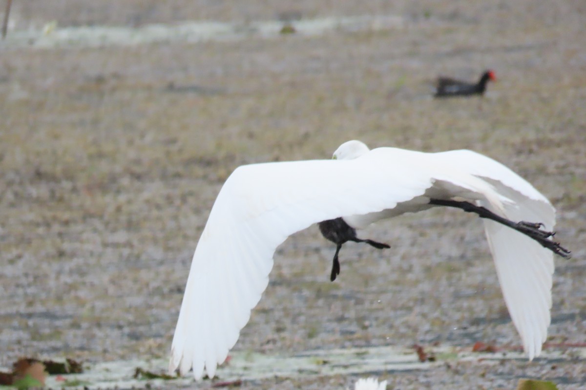 Great Egret - ML555477831