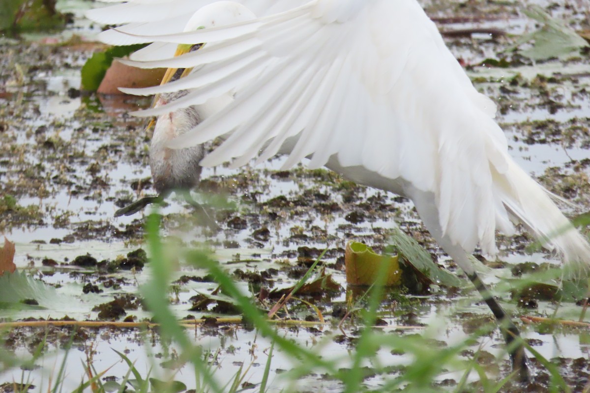 Great Egret - ML555477841