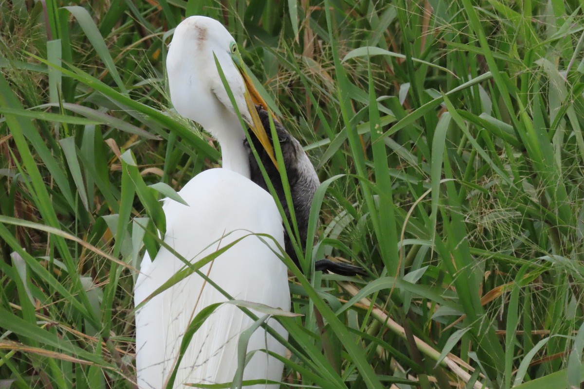 Great Egret - ML555477861