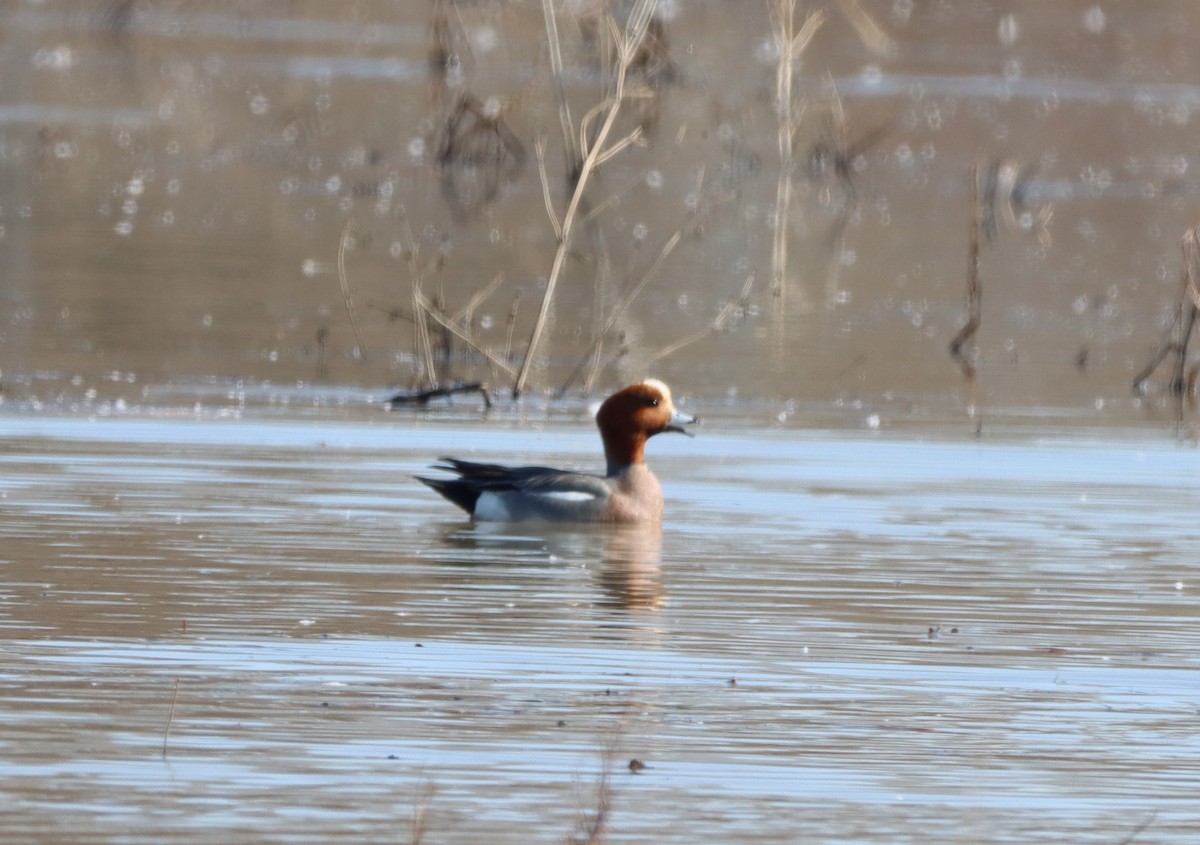 Eurasian Wigeon - ML555479211