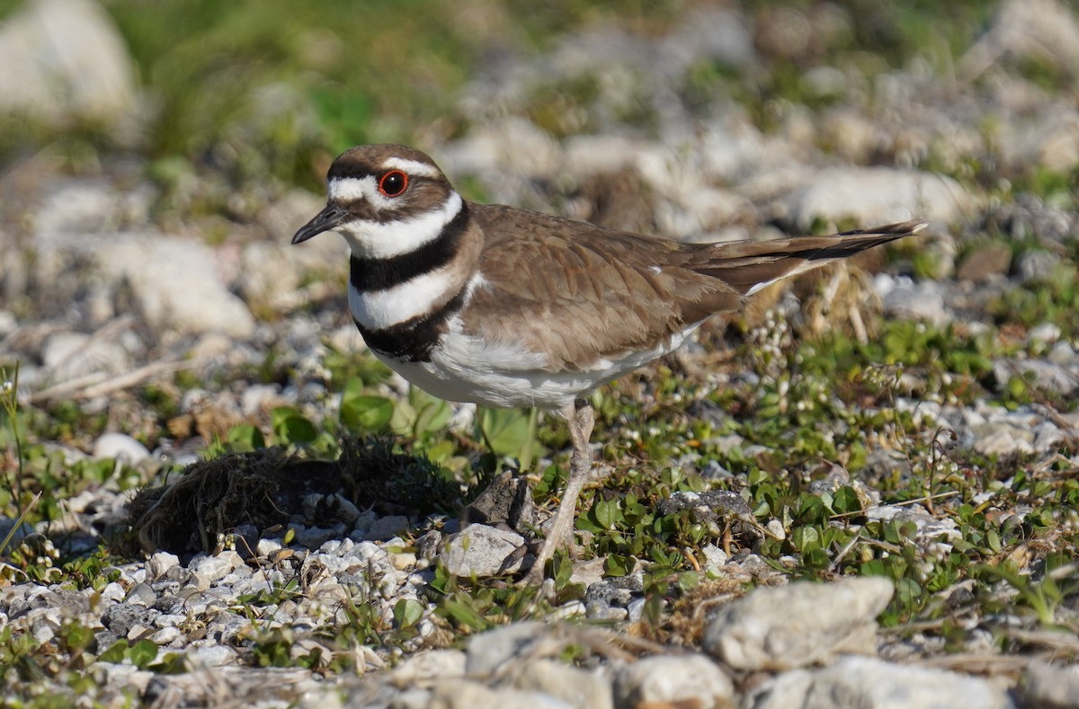 Killdeer - ML555479561