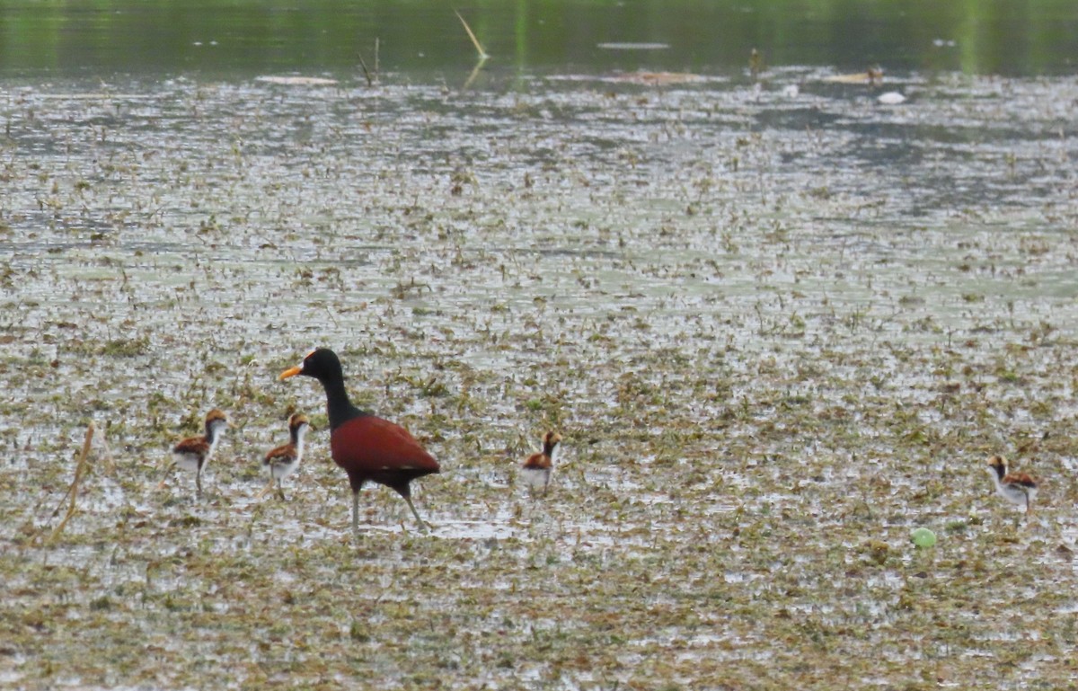 Northern Jacana - Oliver  Komar