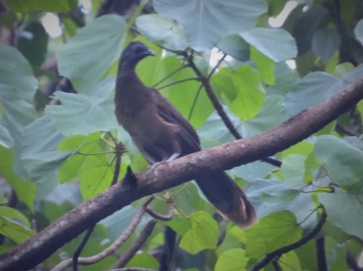 Plain Chachalaca - ML555480371