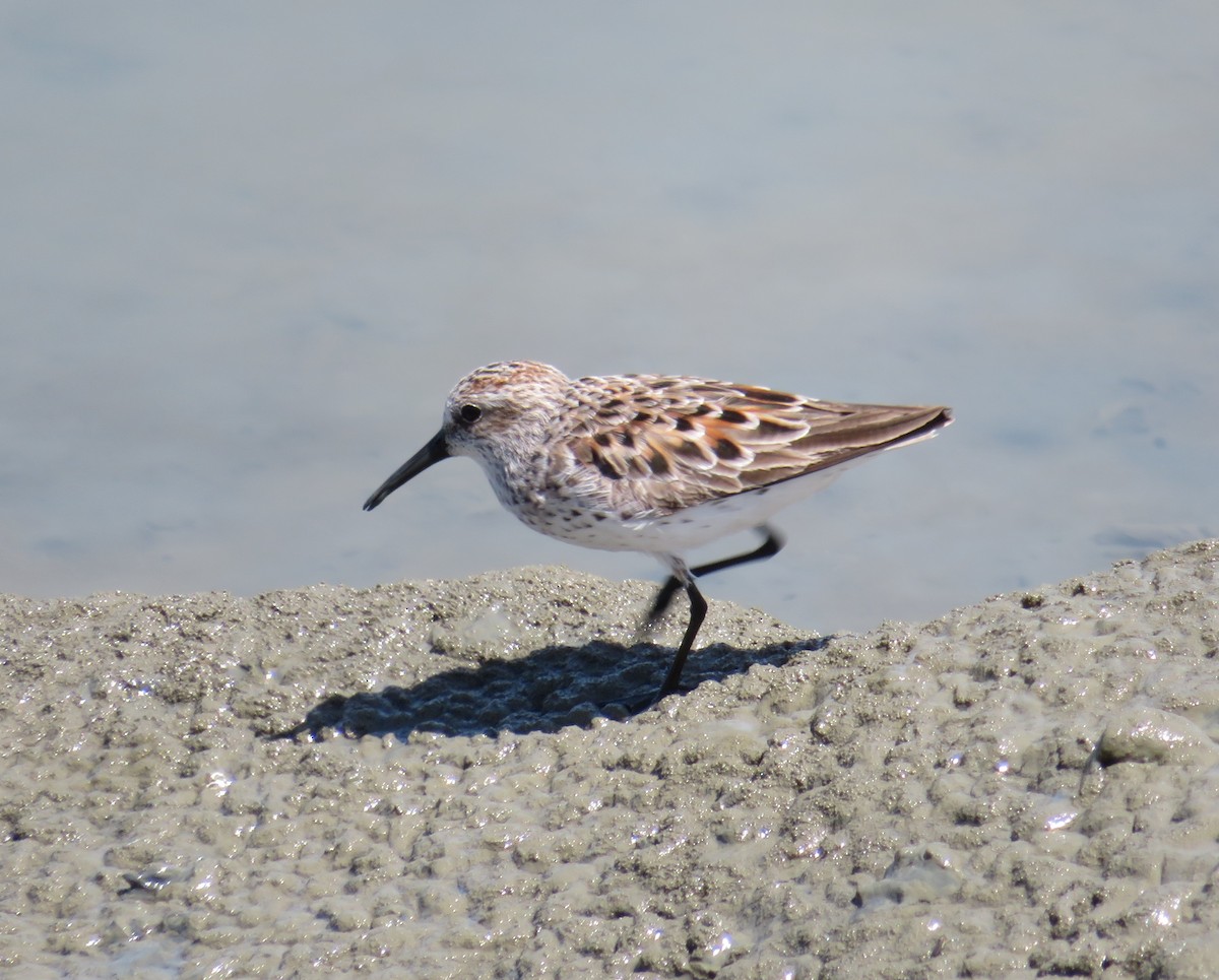 Western Sandpiper - Anonymous