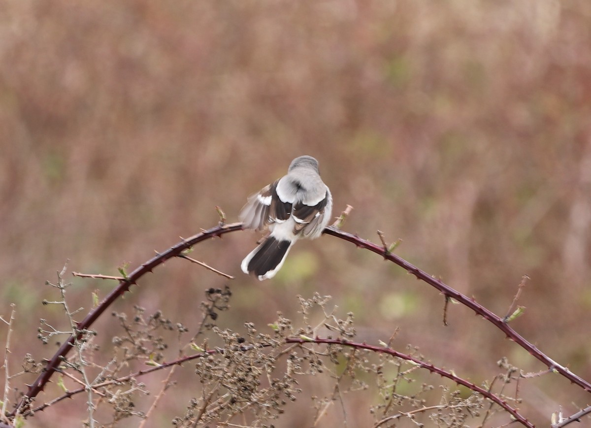 Loggerhead Shrike - ML555481511