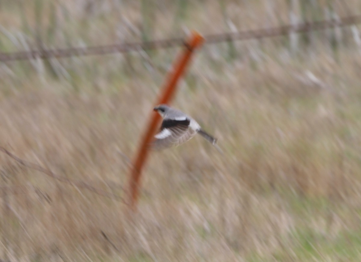 Loggerhead Shrike - ML555481531