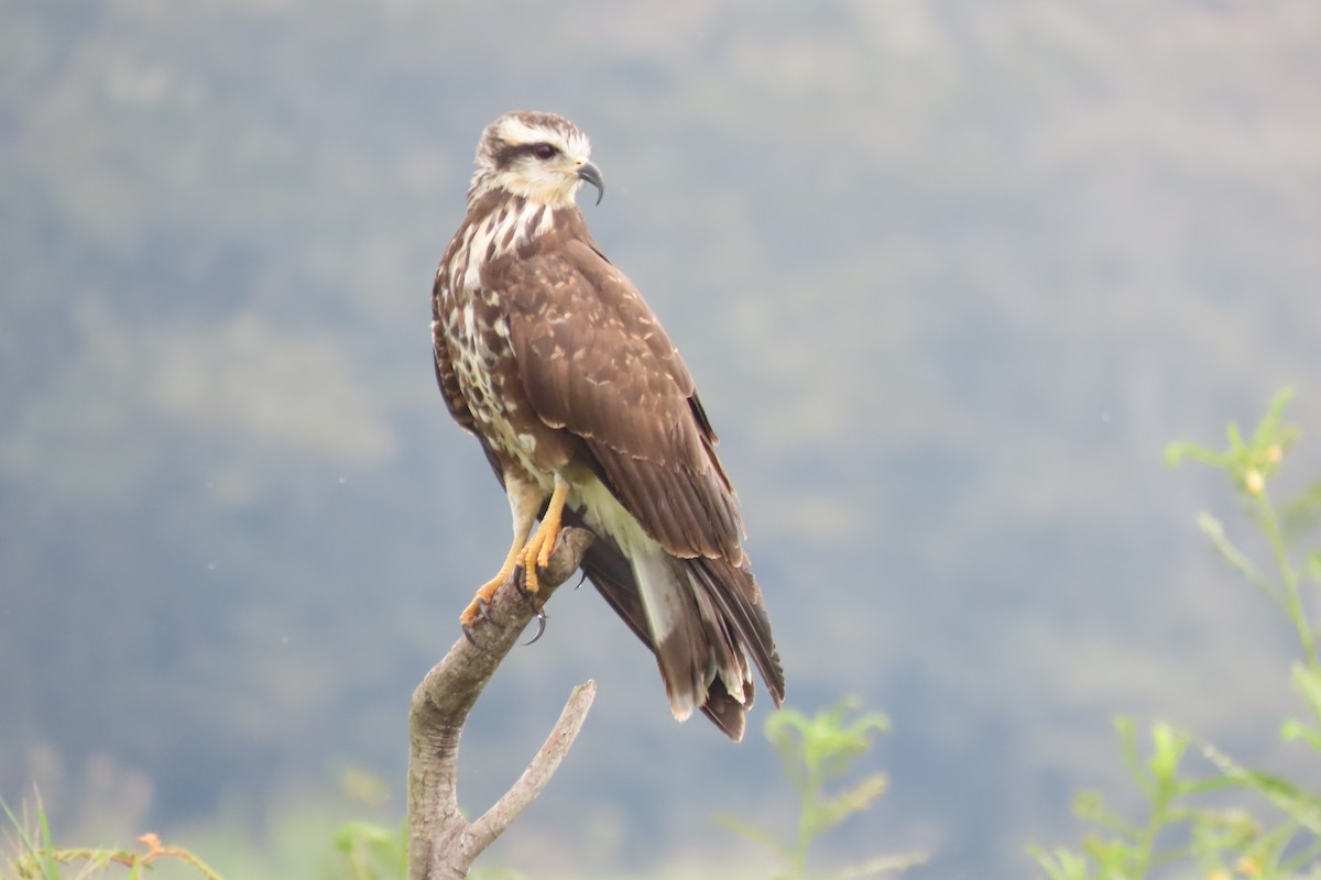 Snail Kite - Oliver  Komar