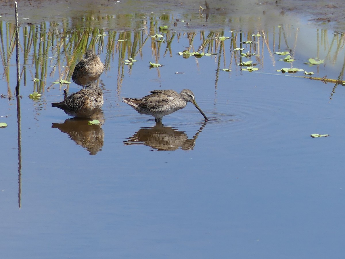 Long-billed Dowitcher - ML555481791