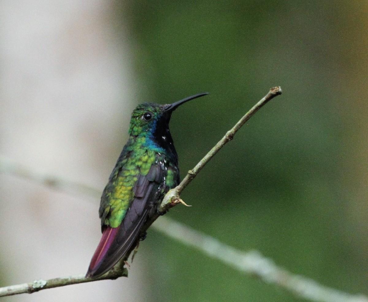 kolibřík tropický - ML555482601