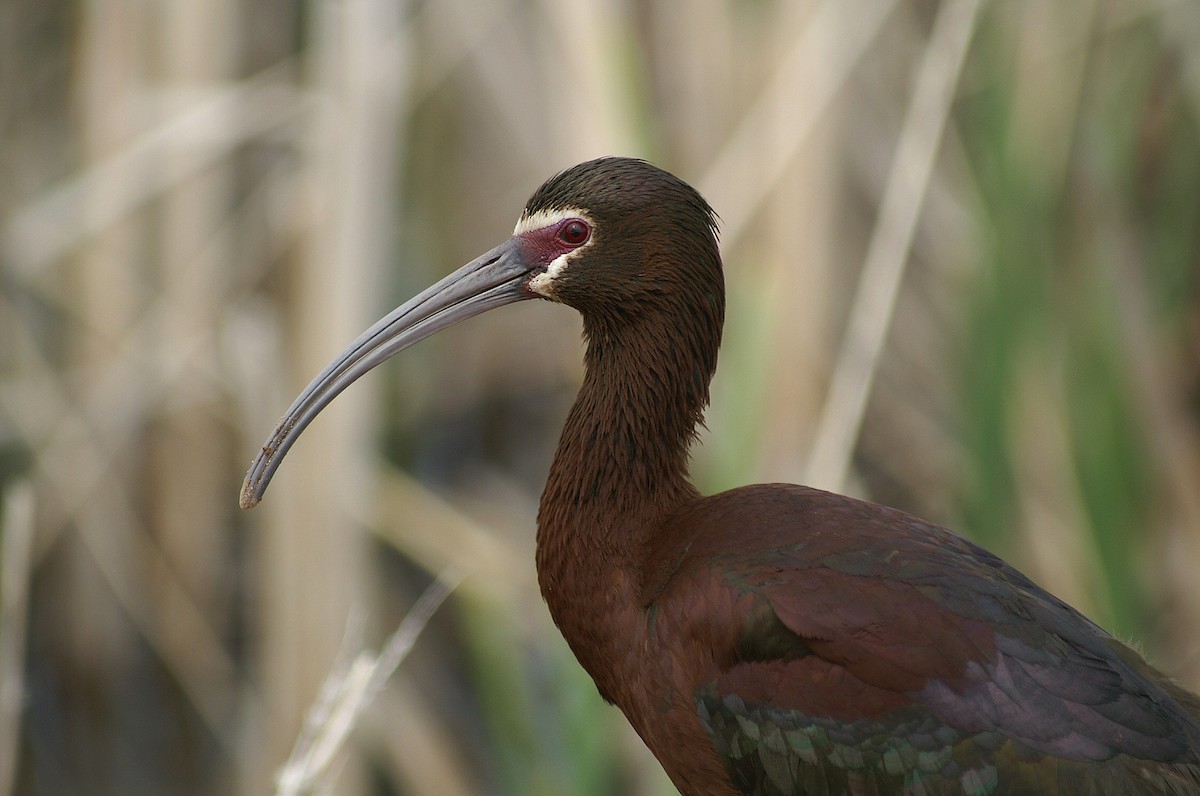 ibis americký - ML55548261