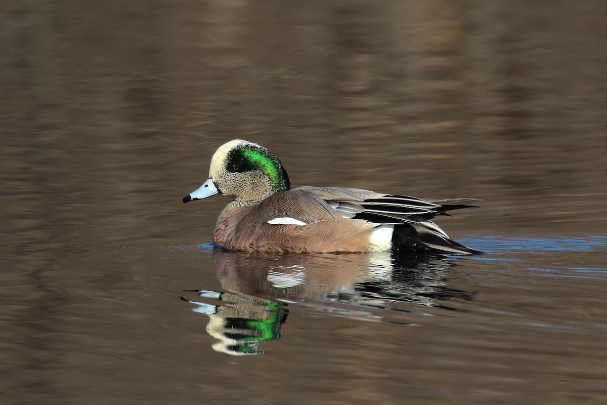 American Wigeon - Jeffrey Thomas