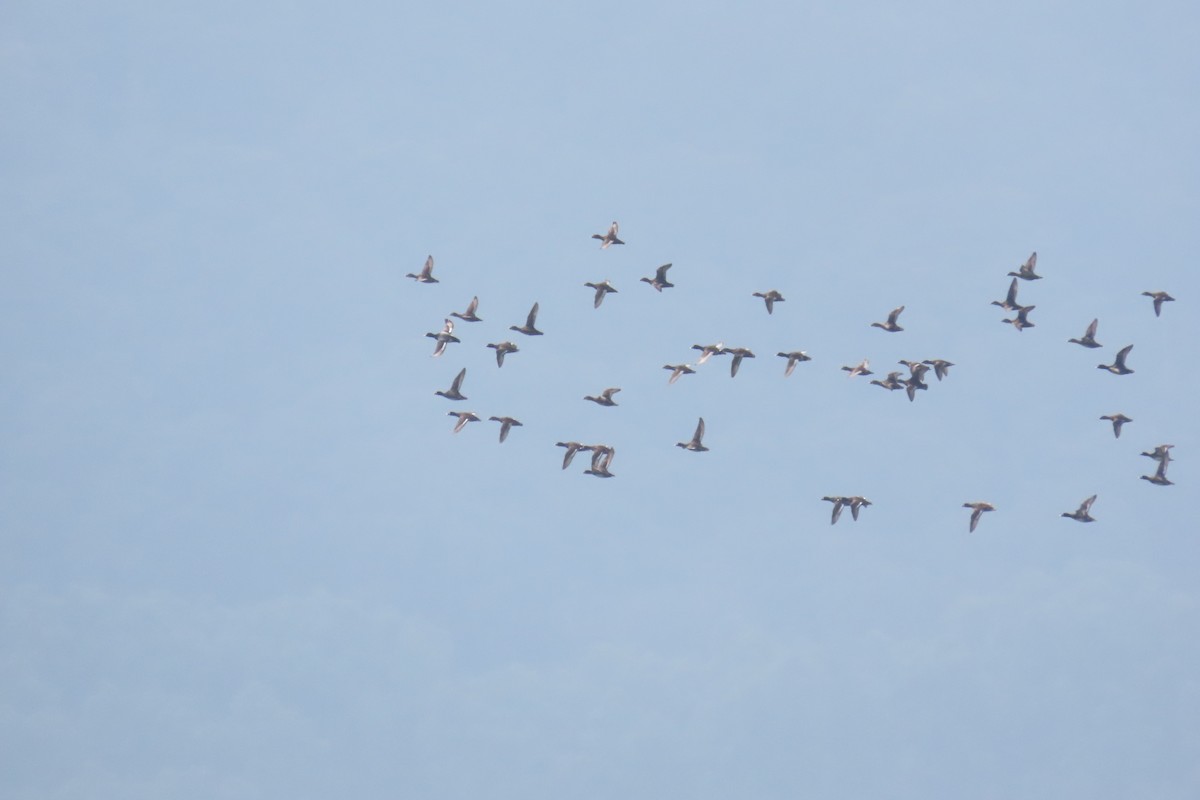 Lesser Scaup - ML555483231