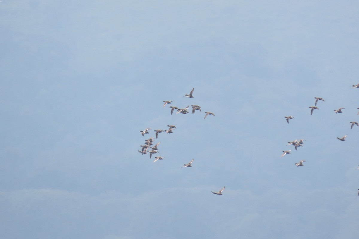 Lesser Scaup - ML555483241