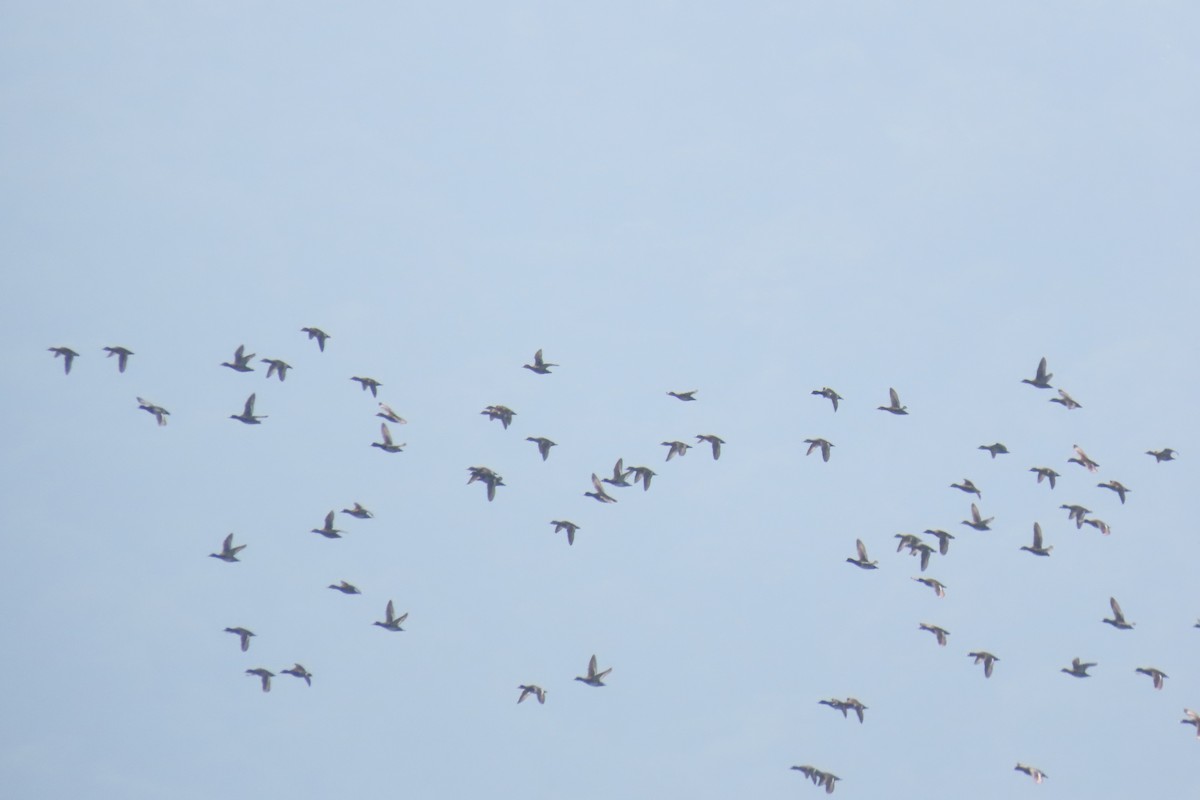 Lesser Scaup - ML555483251