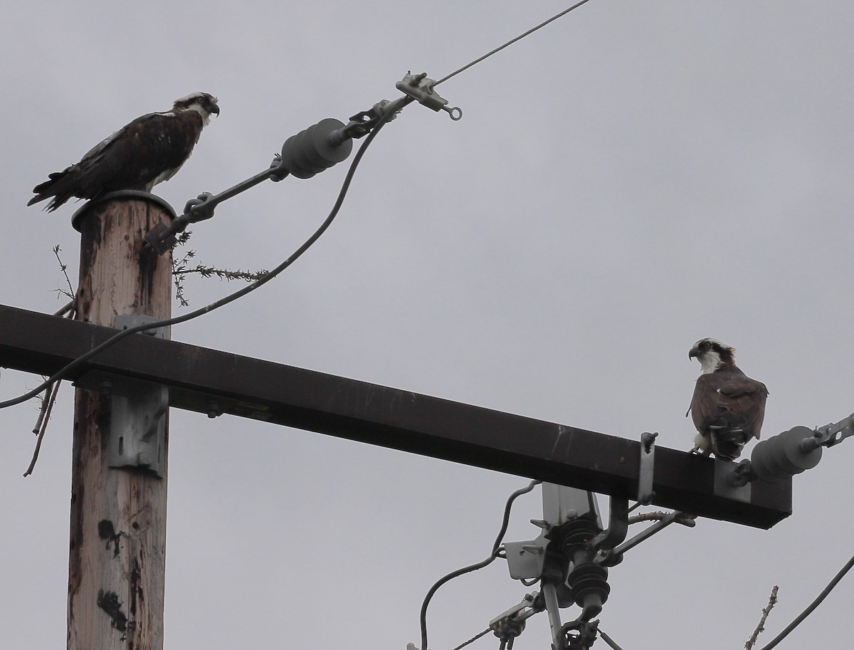 Osprey (carolinensis) - ML555483411