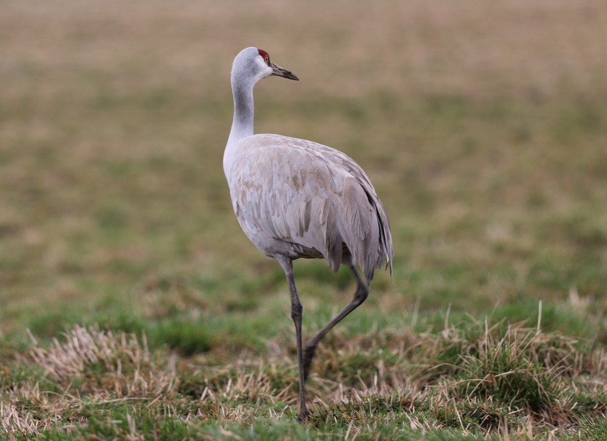 Sandhill Crane - ML555483461