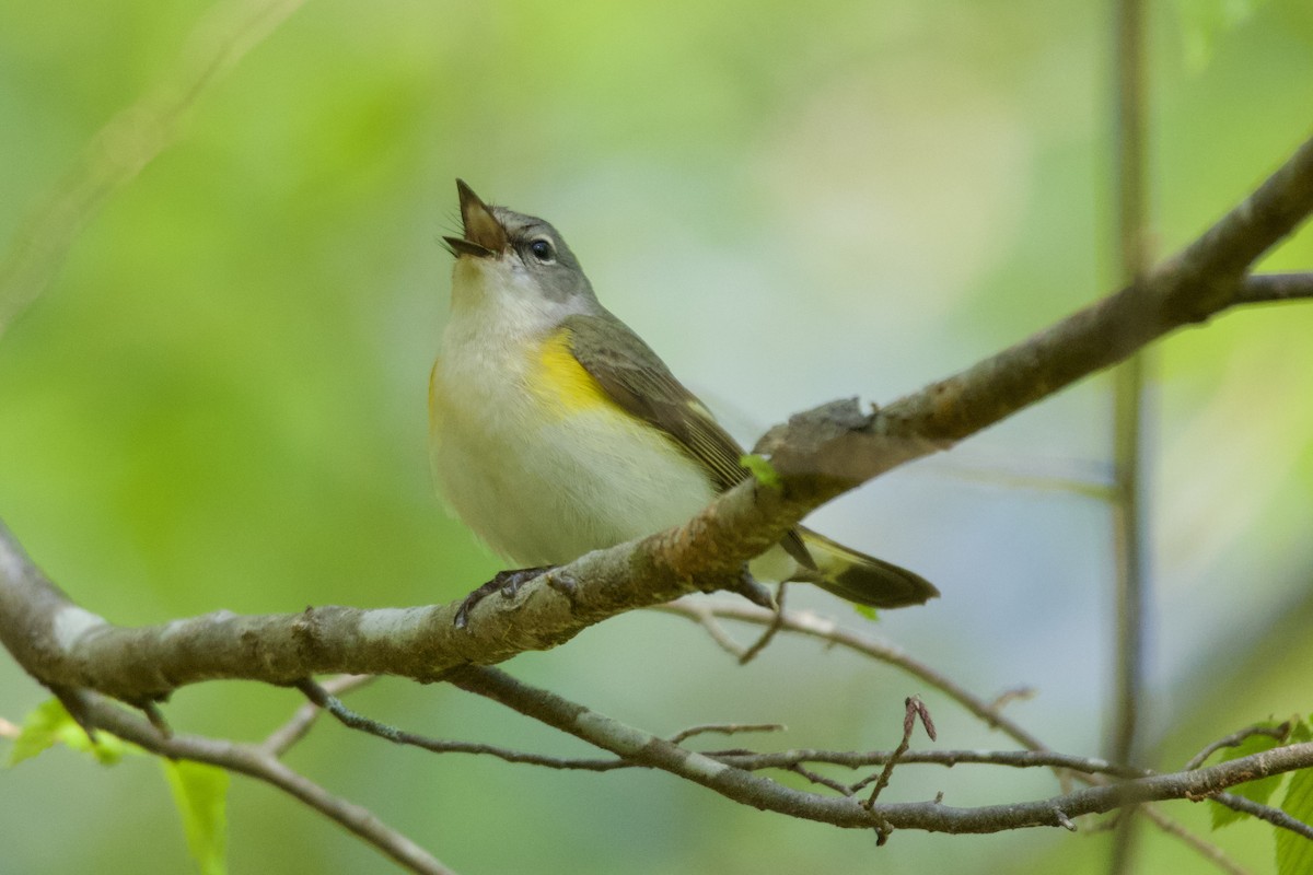 American Redstart - ML555483691