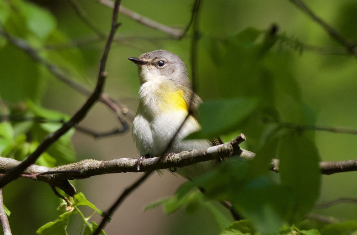 American Redstart - ML555483711