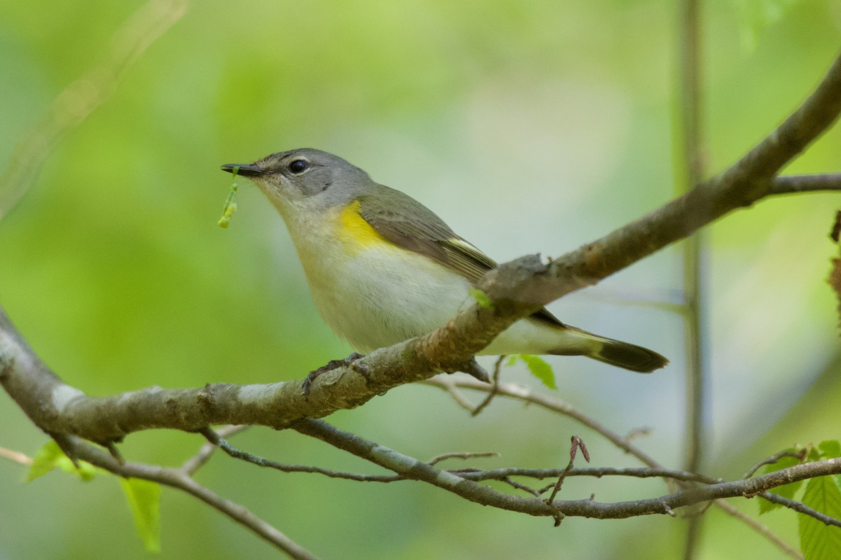 American Redstart - ML555483721