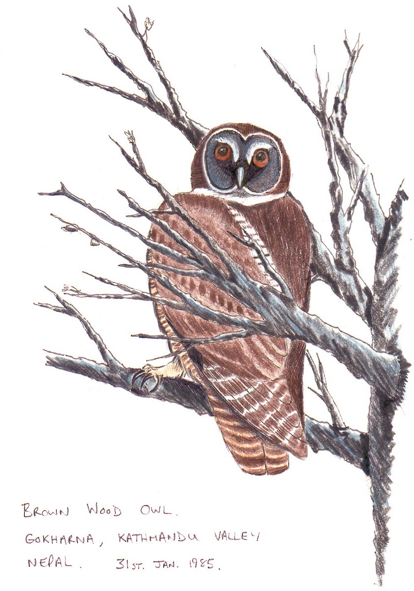 Brown Wood-Owl - ML555484491