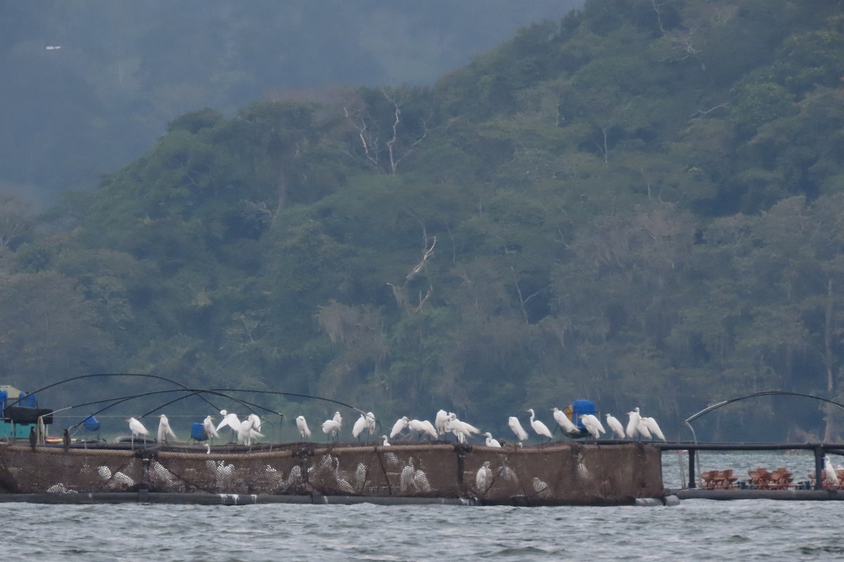 Great Egret - ML555485271