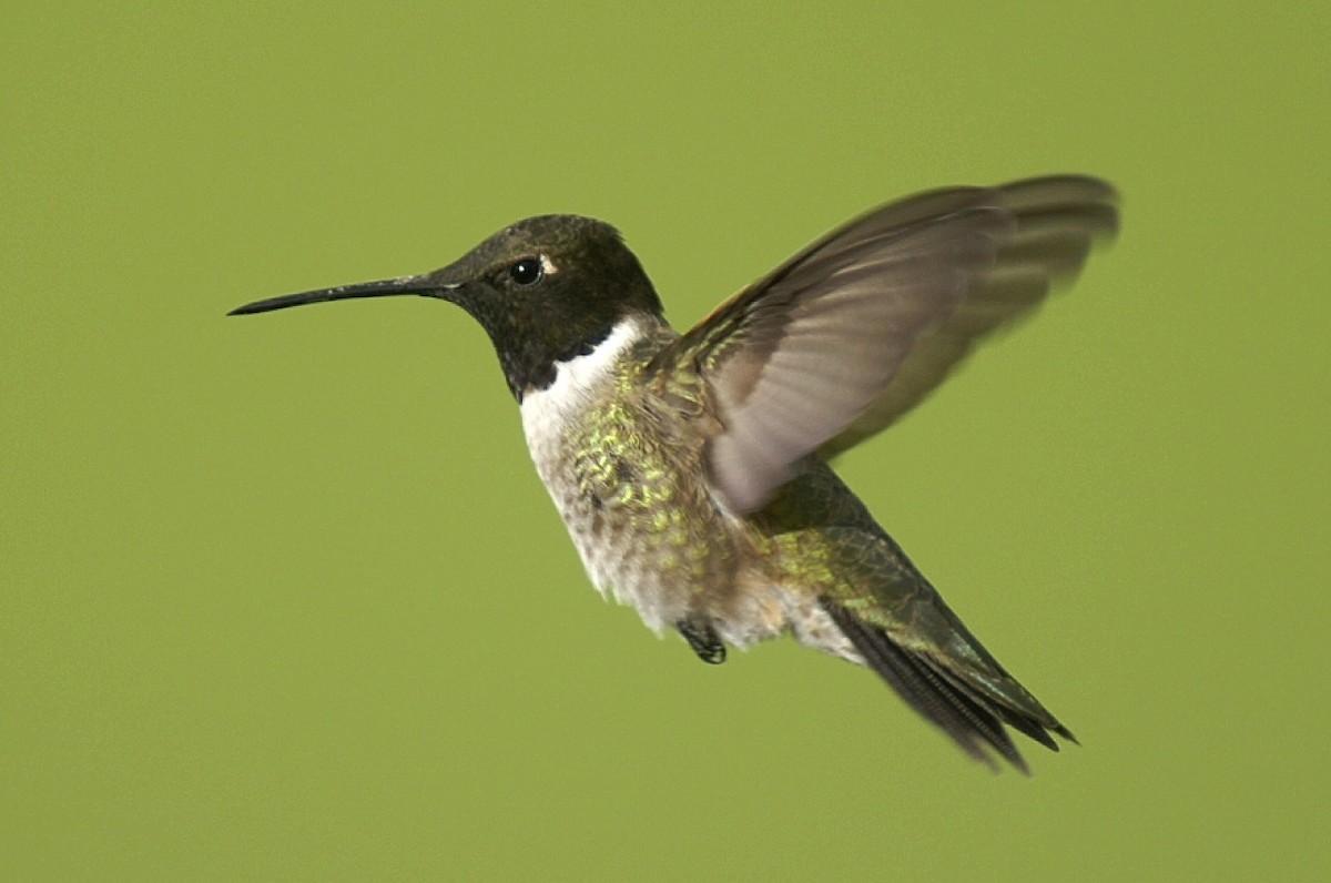 Black-chinned Hummingbird - ML55548551