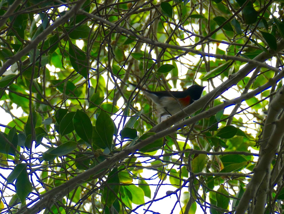 American Redstart - ML555485621