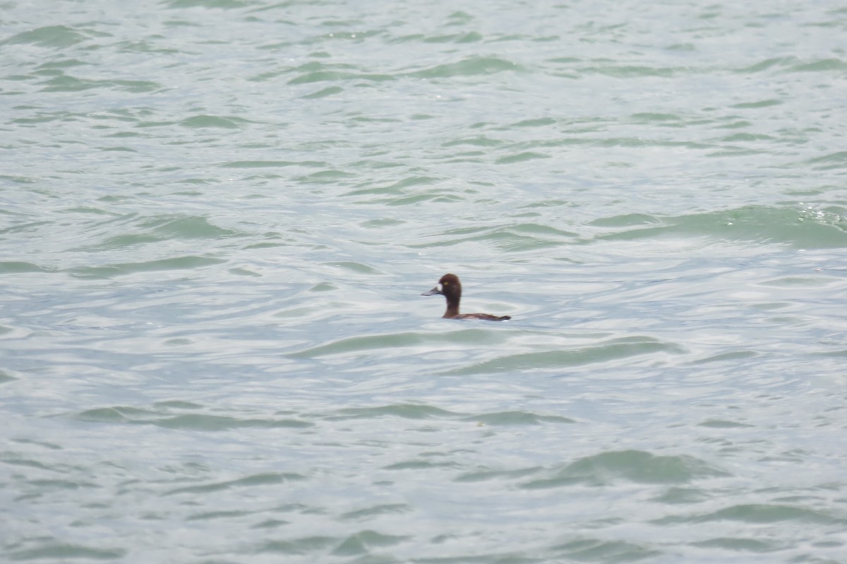 Lesser Scaup - ML555485721