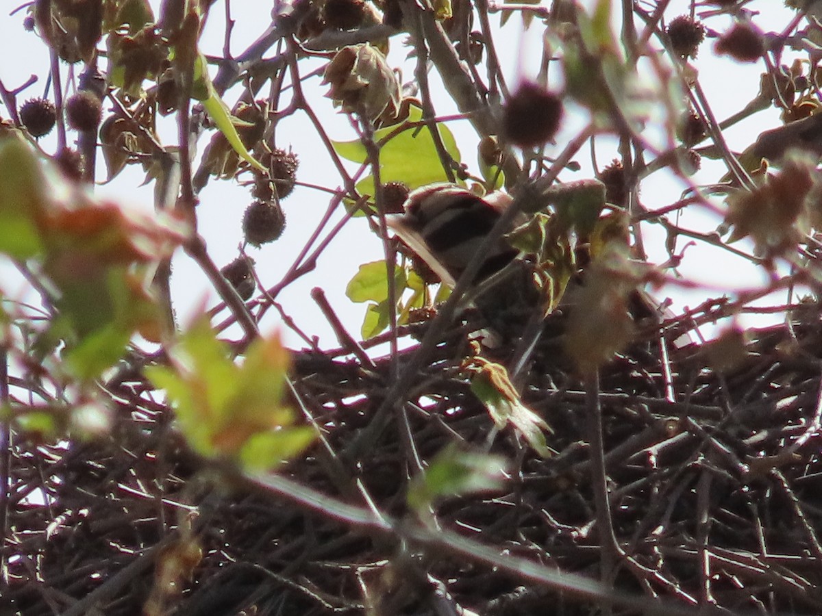 Cooper's Hawk - ML555485751