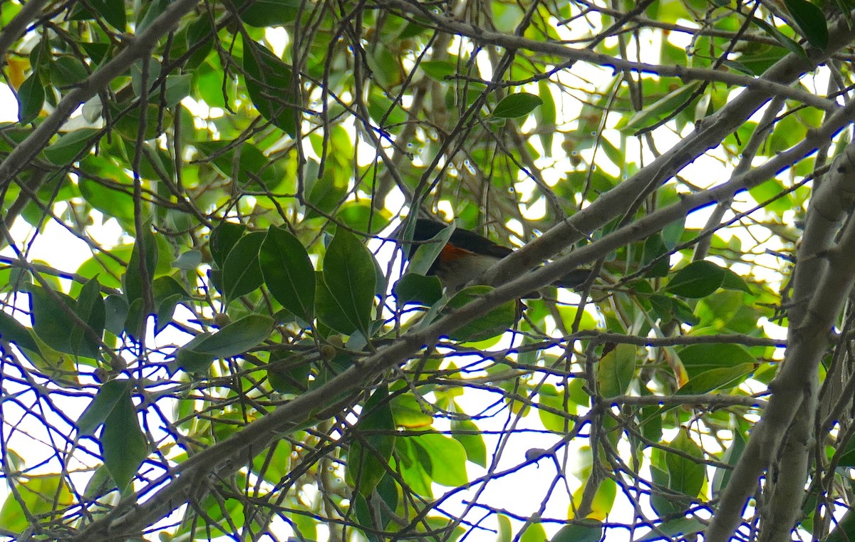 American Redstart - Richard Erickson