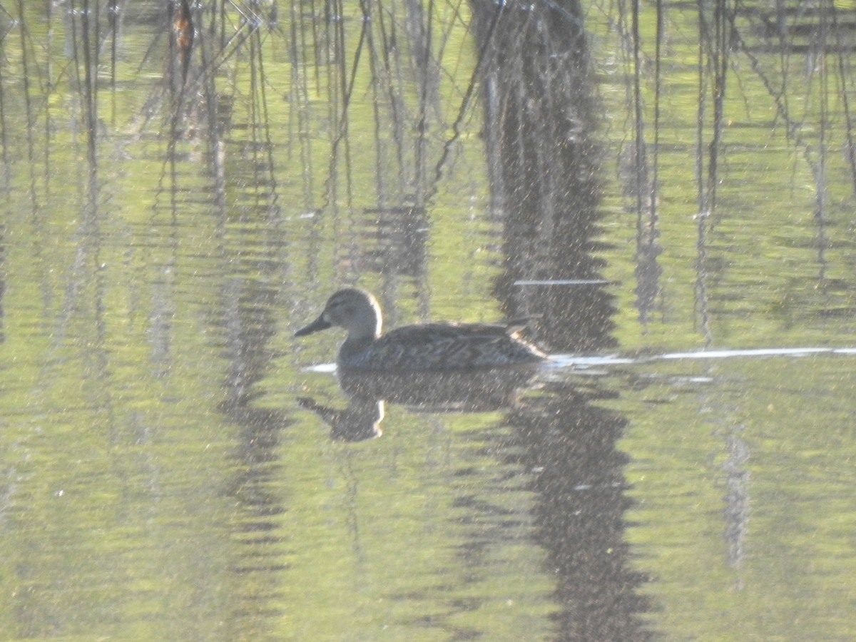 Blue-winged Teal - ML555486121