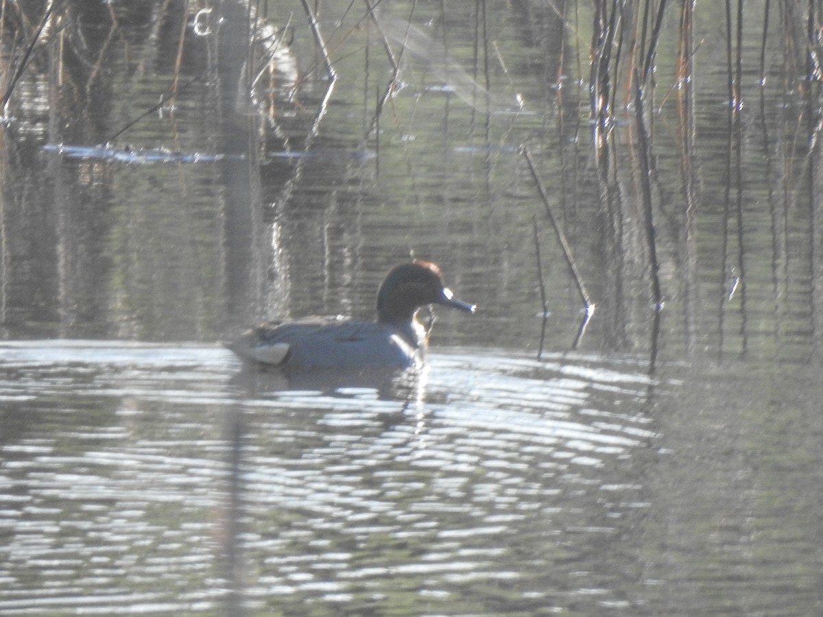 Green-winged Teal - ML555486181