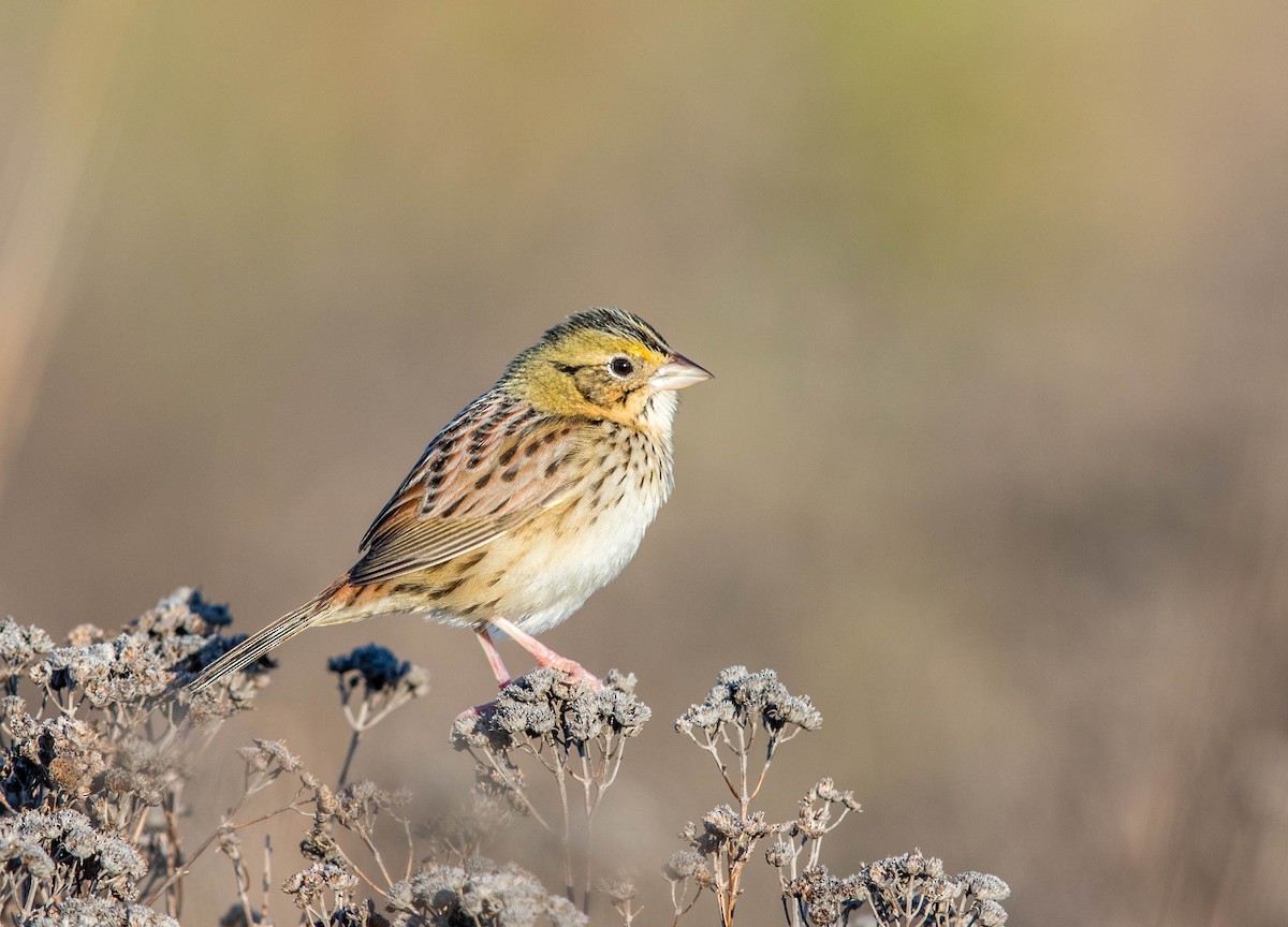 Henslow's Sparrow - Jeff Timmons