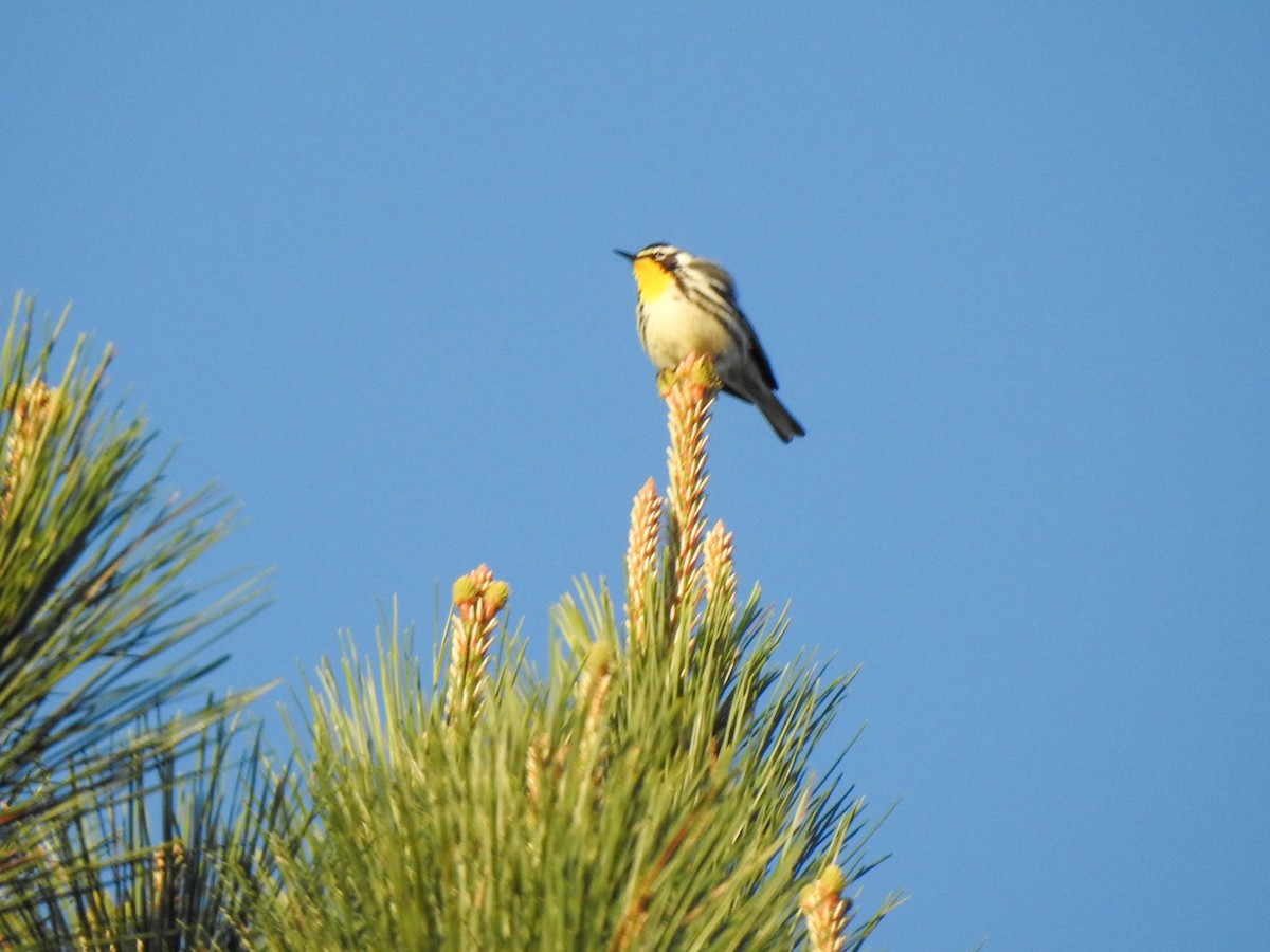 Yellow-throated Warbler - ML555486721