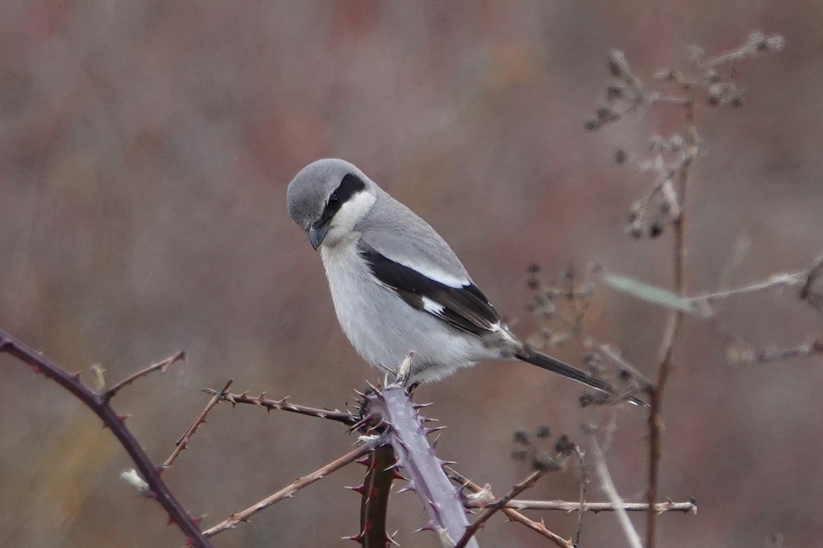 Loggerhead Shrike - ML555488021