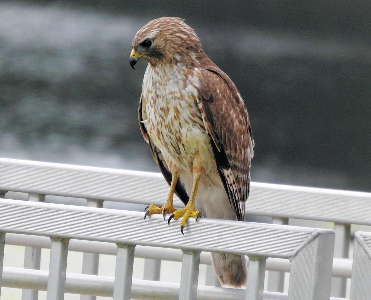 Red-shouldered Hawk - ML555488911