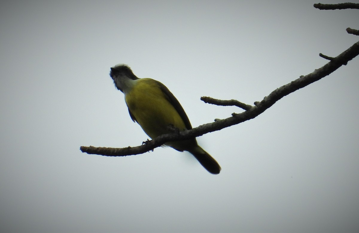 Social Flycatcher - ML555489091