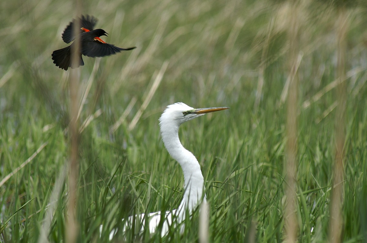 Great Egret - ML55549151