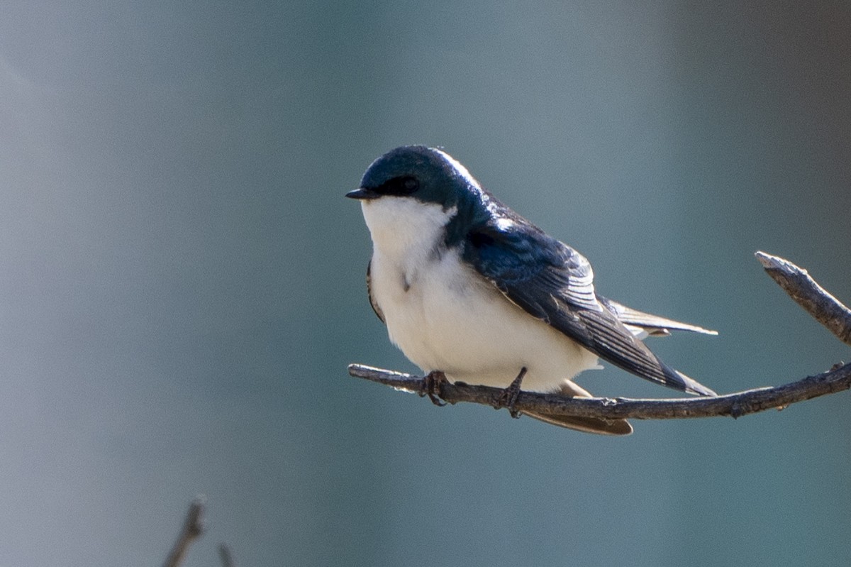 Tree Swallow - ML555492451