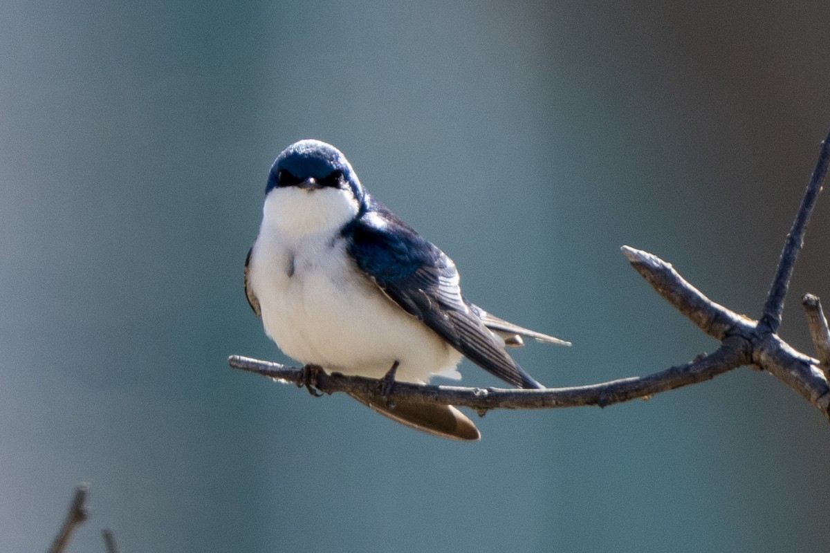 Tree Swallow - ML555492461